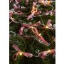 Lanț de lumină ROSETT 702943 2700K 20x0.8W/LED IP20 de la Markslojd