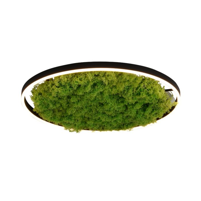GREEN RITUS-15392-66-Paul Neuhaus-250680
