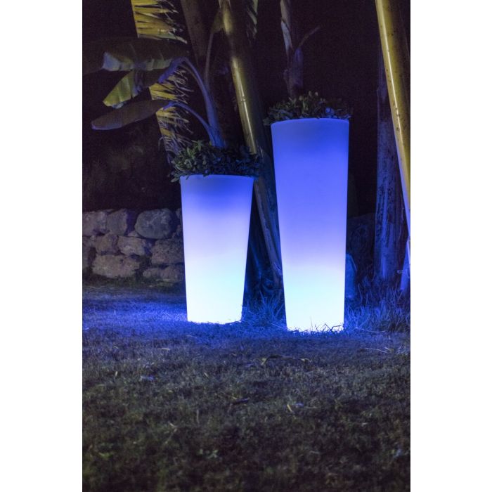 FICUS-3343-New Garden-251604